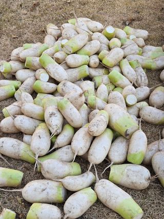 김해열님의 기타작물 · 영농일지 작성글 사진