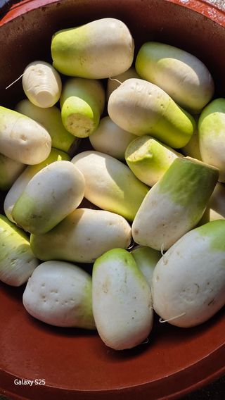 유윤주님의 배추 · 영농일지 작성글 사진