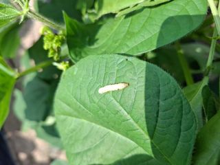 천성을향하여님의 고추 · 영농일지 작성글 사진