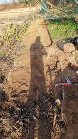 팜모닝 두릅·영농일지 게시글 이미지