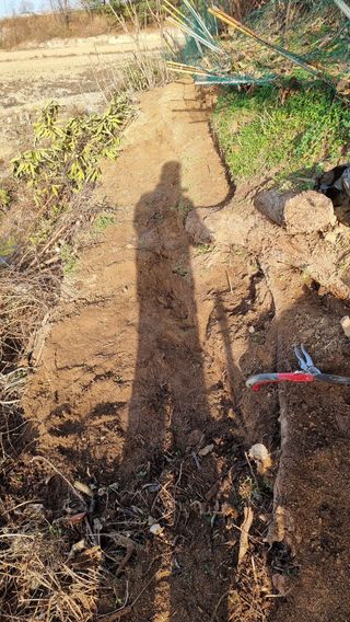 권혁렬님의 두릅 · 영농일지 작성글 사진