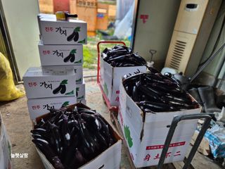 늘햇살팜 님의 기타작물 · 영농일지 작성글 사진