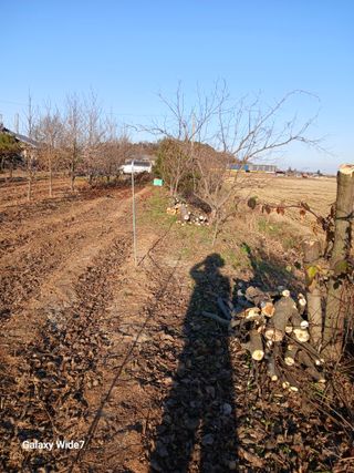 바위돌 심재성님의 복숭아 · 영농일지 작성글 사진