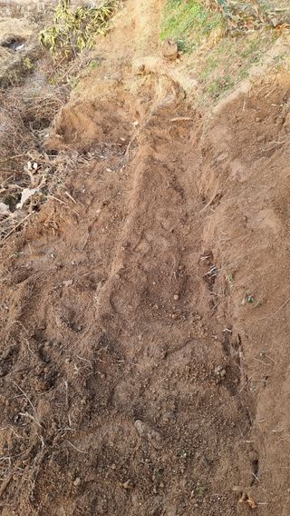 권혁렬님의 두릅 · 영농일지 작성글 사진