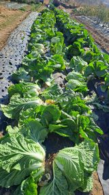 팜모닝 배추·영농일지 게시글 이미지