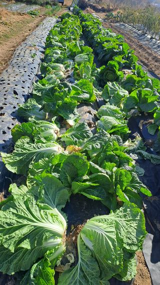 서은숙님의 배추 · 영농일지 작성글 사진