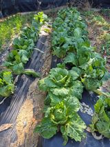 팜모닝 기타작물·영농일지 게시글 이미지