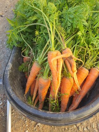 무상(無常)님의 기타작물 · 영농일지 작성글 사진