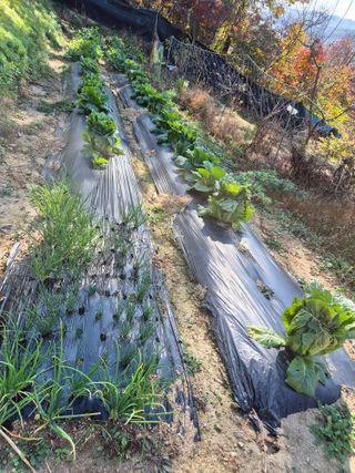 호랑이별님의 기타작물 · 영농일지 작성글 사진