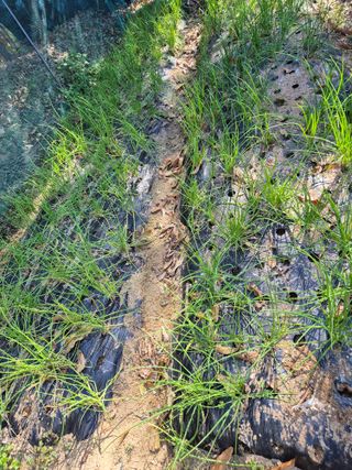 호랑이별님의 기타작물 · 영농일지 작성글 사진