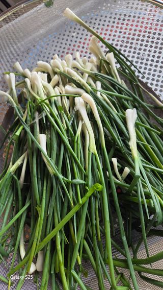 유윤주님의 배추 · 영농일지 작성글 사진