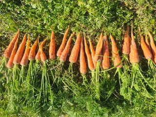 무상(無常)님의 기타작물 · 영농일지 작성글 사진