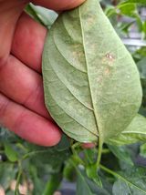 팜모닝 고추·영농일지 게시글 이미지