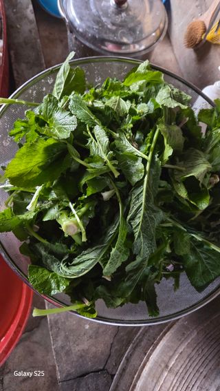 유윤주님의 배추 · 영농일지 작성글 사진