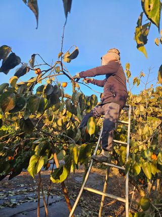 흰돌농원님의 기타작물 · 영농일지 작성글 사진