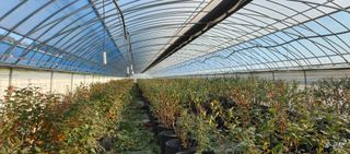 고추22286님의 블루베리 · 영농일지 작성글 사진