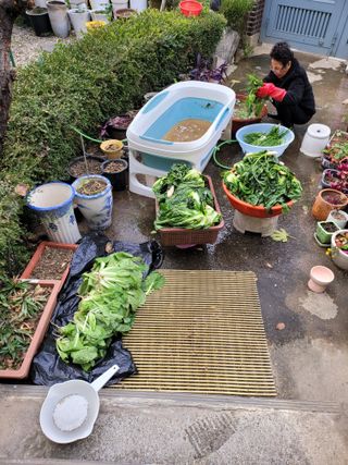 로만아빠님의 배추 · 영농일지 작성글 사진