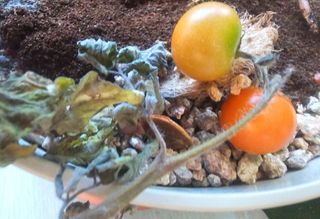 이미옥님의 토마토 · 영농일지 작성글 사진