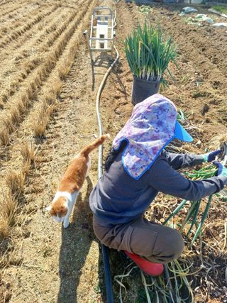 대박.나라님의 기타작물 · 영농일지 작성글 사진