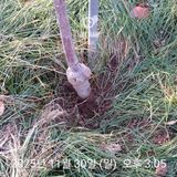 팜모닝 사과·영농일지 게시글 이미지