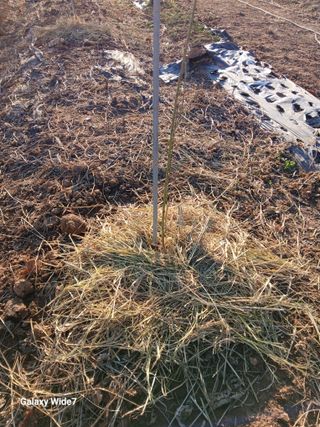 바위돌 심재성님의 복숭아 · 영농일지 작성글 사진