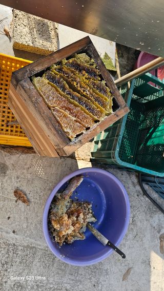 염봉섭님의 기타작물 · 영농일지 작성글 사진