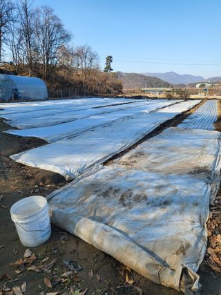 전선경님의 마늘 · 영농일지 작성글 사진