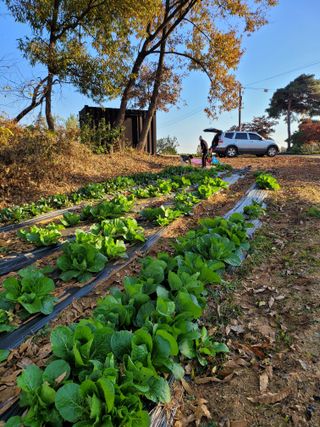 로만아빠님의 배추 · 영농일지 작성글 사진