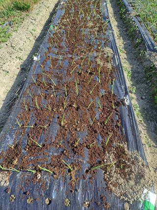 검은눈동자님의 마늘 · 영농일지 작성글 사진