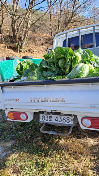 서은숙님의 배추 · 영농일지 작성글 사진
