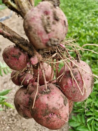 자두19391님의 감자 · 영농일지 작성글 사진