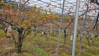 강원송이님의 기타작물 · 영농일지 작성글 사진