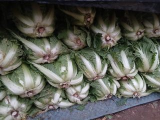 서정철님의 기타작물 · 영농일지 작성글 사진