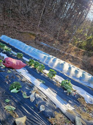 민민농원님의 배추 · 영농일지 작성글 사진