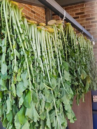 김해열님의 기타작물 · 영농일지 작성글 사진