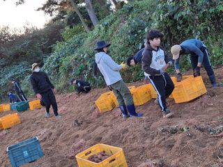 농촌이백억농원^^님의 고구마 · 영농일지 작성글 사진
