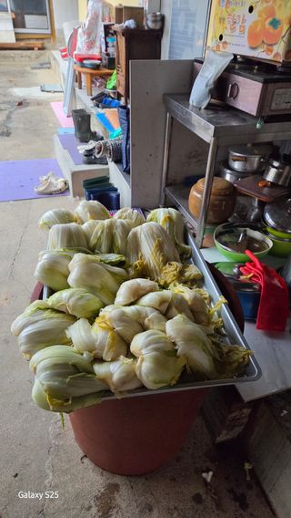 유윤주님의 배추 · 영농일지 작성글 사진