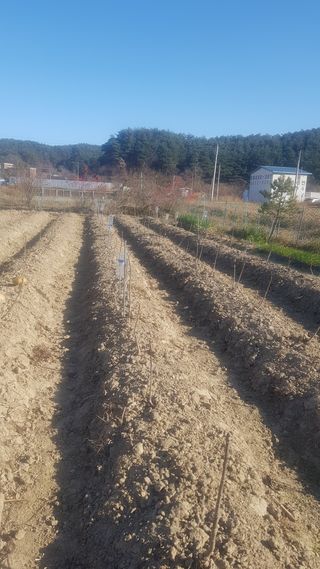 최춘득 청대산 님의 기타작물 · 영농일지 작성글 사진