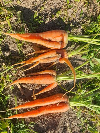 무상(無常)님의 기타작물 · 영농일지 작성글 사진