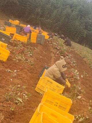 농촌이백억농원^^님의 고구마 · 영농일지 작성글 사진