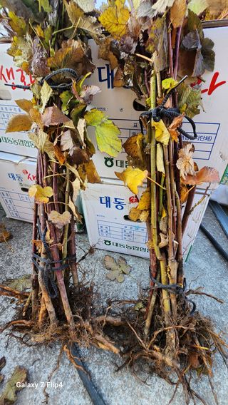 김동식님의 두릅 · 영농일지 작성글 사진