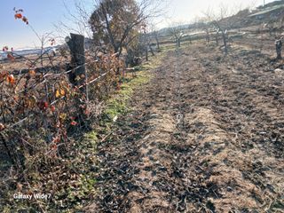 바위돌 심재성님의 복숭아 · 영농일지 작성글 사진