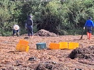 농촌이백억농원^^님의 고구마 · 영농일지 작성글 사진
