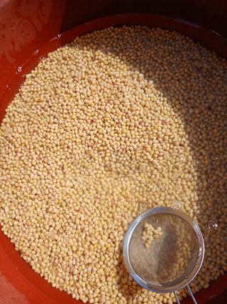 최유순님의 콩 · 영농일지 작성글 사진