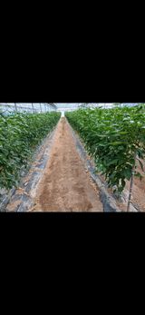 팜모닝 기타작물·영농일지 게시글 이미지