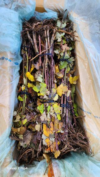 김동식님의 두릅 · 영농일지 작성글 사진