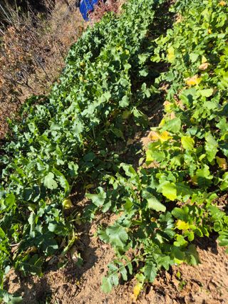 호랑이별님의 기타작물 · 영농일지 작성글 사진