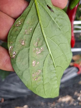 천성을향하여님의 고추 · 영농일지 작성글 사진