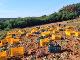 농촌이백억농원^^님의 고구마 · 영농일지 작성글 사진