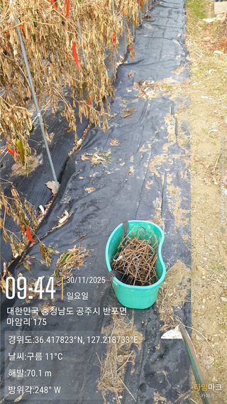 노유섭님의 고추 · 영농일지 작성글 사진